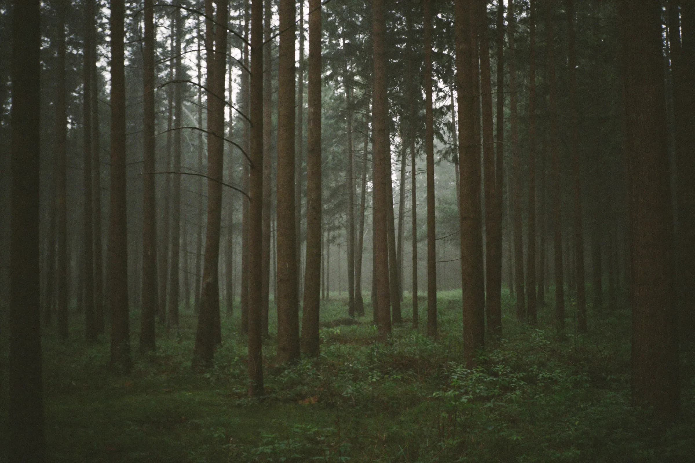 Tall straight trees in an old forest in mist